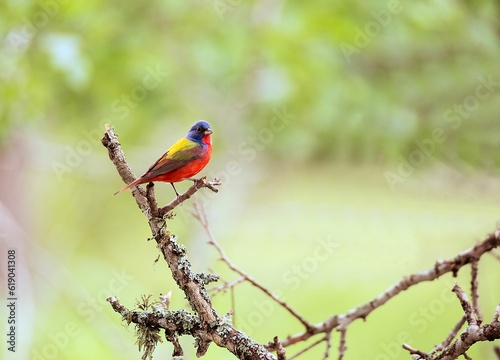 Painted Bunting perched on a branch © Iba Photography/Wirestock Creators
