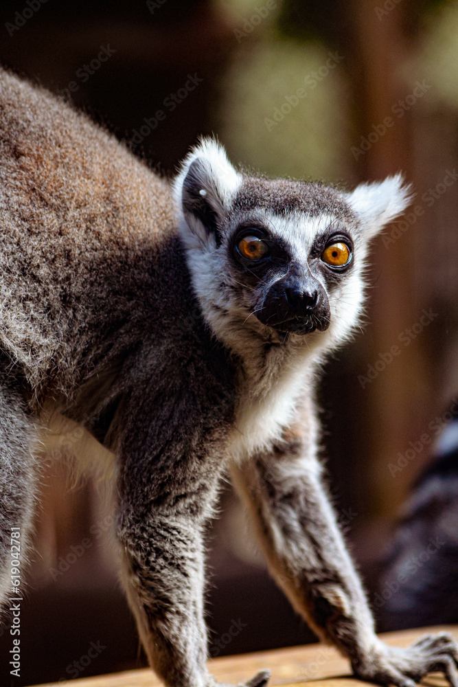 Obraz premium The lemur's fur is beautifully textured, its dense coat providing excellent camouflage among the surrounding leaves. The black stripes extend from its face down to its bushy tail, which curls graceful