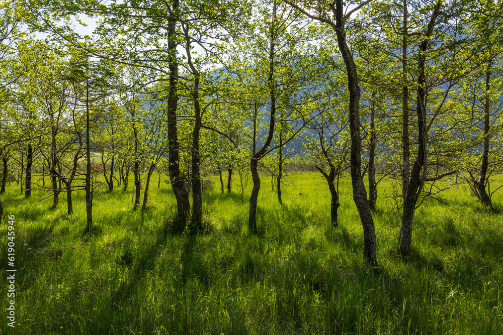 Fototapeta premium green vally and forest in the mountains
