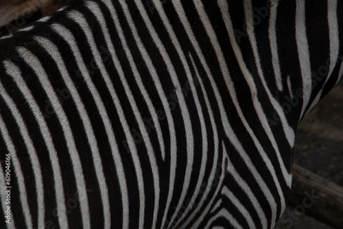 Streifenmuster als Teil eines Zebras