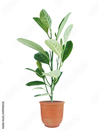 Little Jackfruit tree in flowerpot isolated on transparent background without shadow.