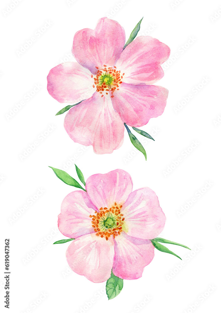 Watercolor painting pink rosehip flower. Botanical illustration of purple wild rose flower can be use as print, poster, postcard, invitation, greeting card, element design, textile, summer flower