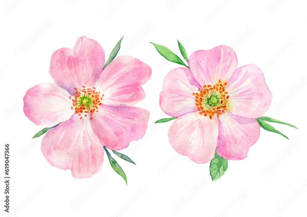 Watercolor painting pink rosehip flower. Botanical illustration of purple wild rose flower can be use as print, poster, postcard, invitation, greeting card, element design, textile, summer flower