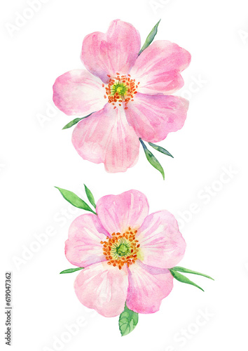 Watercolor painting pink rosehip flower. Botanical illustration of purple wild rose flower can be use as print, poster, postcard, invitation, greeting card, element design, textile, summer flower © daria