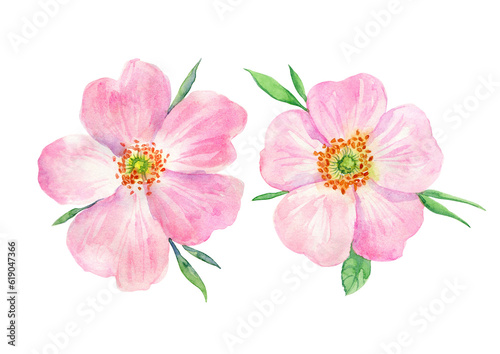 Watercolor painting pink rosehip flower. Botanical illustration of purple wild rose flower can be use as print  poster  postcard  invitation  greeting card  element design  textile  summer flower