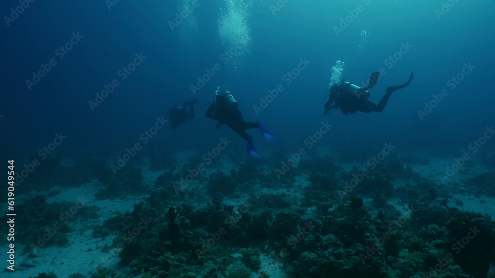 Group of scuba divers swims in depths of the sea, back view, Red sea, Egypt Group of scuba divers swims in depths of the sea, back view, Red sea, Egypt