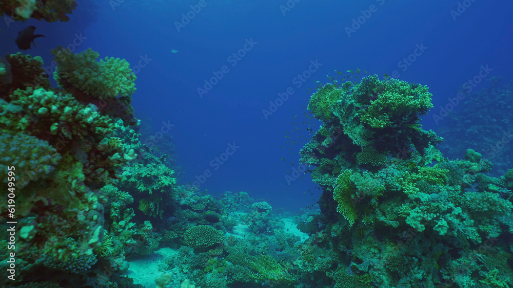 Beautiful tropical coral reef in coral garden in blue deep sea colorful fish swims around reefs, Red sea, Safaga, Egypt Beautiful tropical coral reef in coral garden in blue deep sea colorful fish swims around reefs, Red sea, Safaga, Egypt