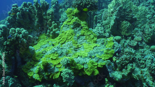Coral garden with Lettuce coral or Yellow Scroll Coral (Turbinaria reniformis) and other hard corals, Red sea, Safaga, Egypt
