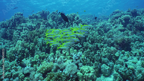 School of Yellowfin Goatfish (Mulloidichthys vanicolensis) swims over coral reef, Red sea, Safaga, Egypt