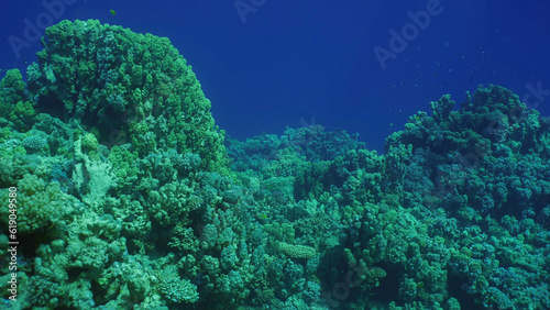 Hard corals colony Porites  tropical fish swim above top of coral reef in sun rays  Red sea  Safaga  Egypt