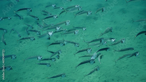 Top view on shoal of Striped Mackerel or Indian Nackerel (Rastrelliger kanagurta) swimming with open mouths filtering for plankton on sunny day on seabed background, Red sea, Safaga, Egypt