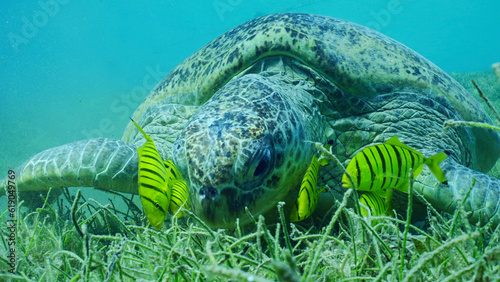 Close-up of Great Green Sea Turtle (Chelonia mydas) with group of Golden Trevally fish (Gnathanodon) speciosus eating green seagrass, Red sea, Safaga, Egypt