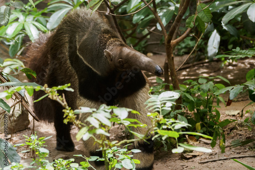 giant anteater or Myrmecophaga tridactyla walking in the nature wild.  ant bear looking for ant nest in the forest. photo