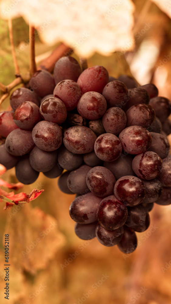 Obraz premium Bunch Of Ripe Red Grape In İzmir Urla