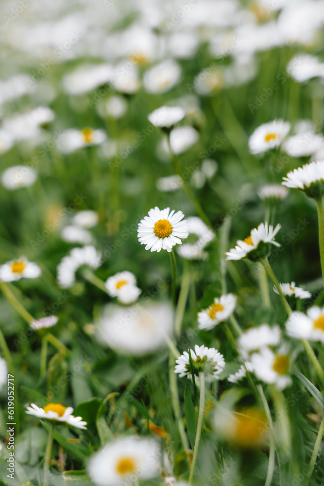Fototapeta premium Daisy Crazy