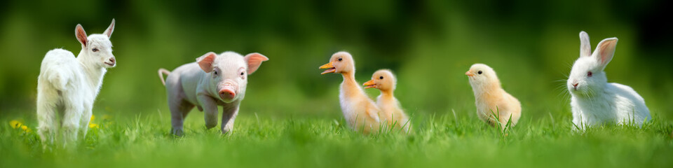 Baby farm animals in green summer grass