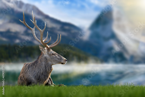 Majestic red deer in grass on lake and mountain background. Animal in nature habitat. Wildlife scene