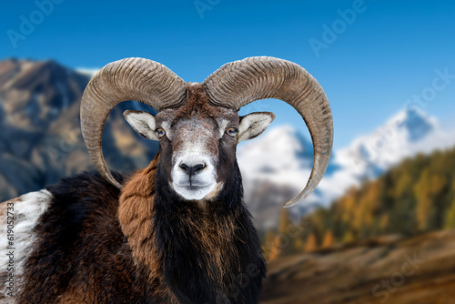 European mouflon in the nature habitat on lake and mountain background