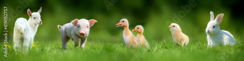 Baby farm animals in green summer grass © byrdyak