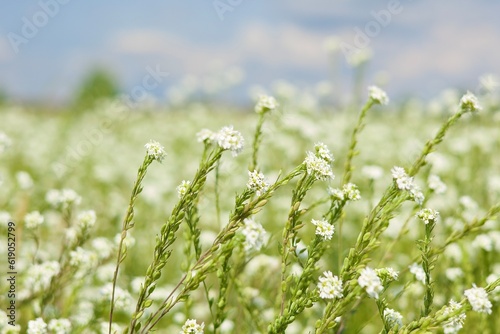 field of grass