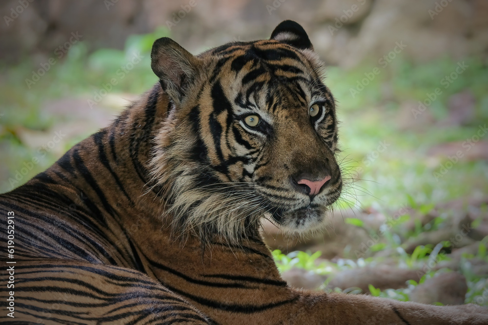 Fototapeta premium portrait of a tiger