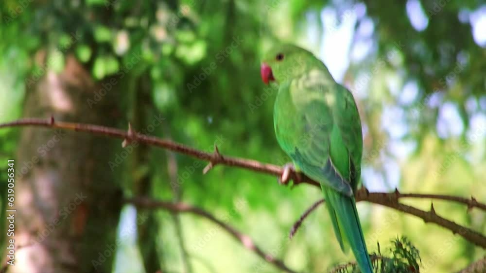 Green rose-necked parakeet Psittaculidae looking attentive in summer in a tree looking into camera with with its red beak and green feathers as invasive species in Europe for wildlife birdwatching