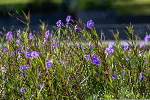 Ruellia simplex or Ruellia brittoniana, the Mexican petunia, Mexican bluebell or Britton's wild petunia, is a species of flowering plant in the family Acanthaceae