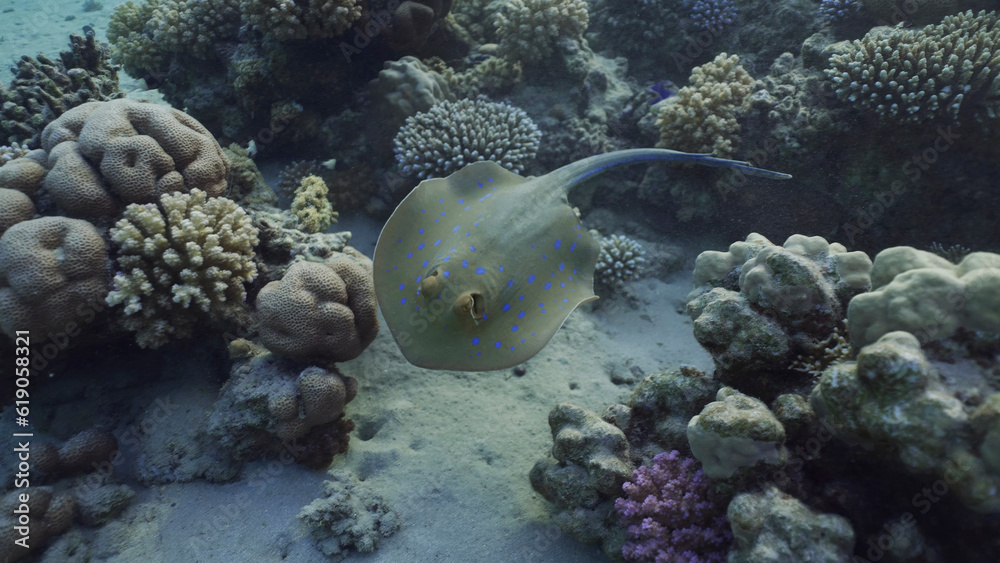 Blue spotted Stingray or Bluespotted Ribbontail Ray (Taeniura lymma) swim over coral reef above seabed in sunrays, Red sea, Egypt Blue spotted Stingray or Bluespotted Ribbontail Ray (Taeniura lymma) swim over coral reef above seabed in sunrays, Red sea, Egypt
