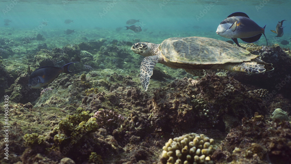 Hawksbill Sea Turtle or Bissa (Eretmochelys imbricata) swims accompanied by Red Sea Clown Surgeon fishes (Acanthurus sohal) under the waves, Red sea, Egypt Hawksbill Sea Turtle or Bissa (Eretmochelys imbricata) swims accompanied by Red Sea Clown Surgeon fishes (Acanthurus sohal) under the waves, Red sea, Egypt