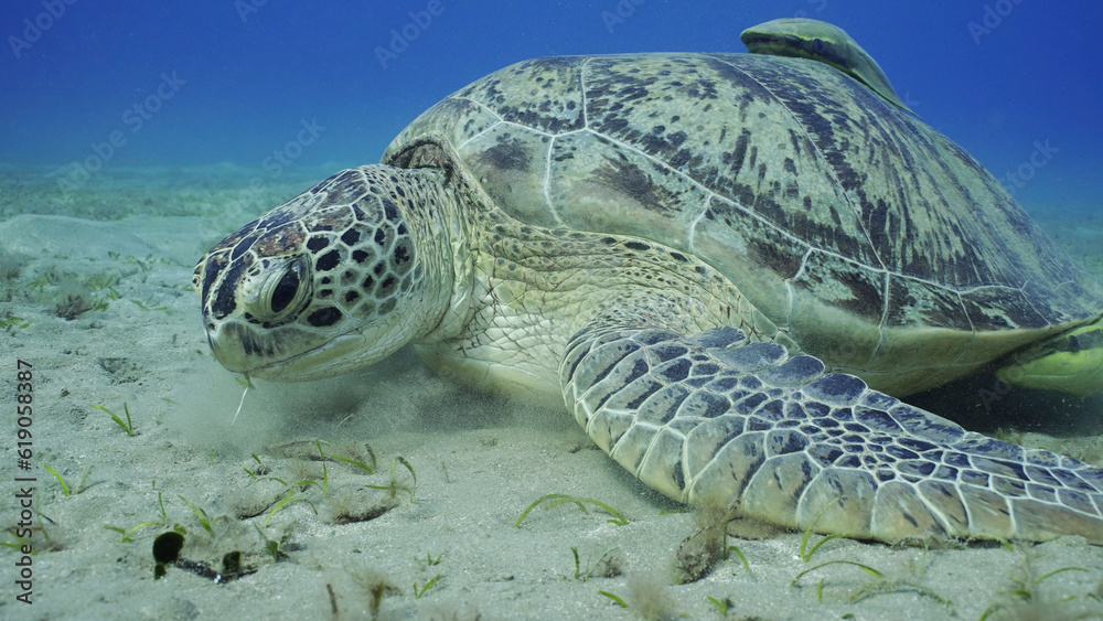Obraz premium Close up of Sea turtle grazing on the seaseabed, slow motion. Great Green Sea Turtle (Chelonia mydas) eating green algae on seagrass meadow, Red sea, Egypt