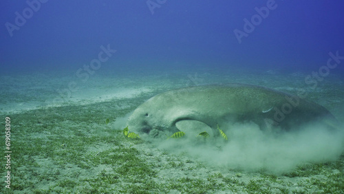 Sea Cow eating algae on seagrass meadow. Dugong  Dugong dugon  accompanied by school of Golden trevally fish  Gnathanodon speciosus  feeding Smooth ribbon seagrass  Red sea  Egypt