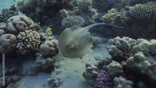 Blue spotted Stingray or Bluespotted Ribbontail Ray  Taeniura lymma  swim over coral reef above seabed in sunrays  Red sea  Egypt