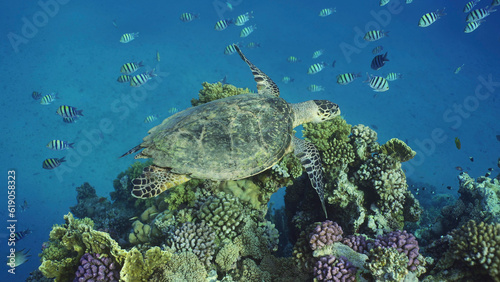 Top view of Hawksbill Sea Turtle or Bissa (Eretmochelys imbricata) swims above coral reef with colorful tropical fish swimming around it, Red sea, Egypt
