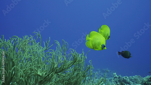 Pair vibrant yellow Butterfly fish swimming in vivid blue water near soft corals. Two bright Golden Butterflyfish or Masked Butterflyfish (Chaetodon semilarvatus) swims above Soft Bushy Whipcoral