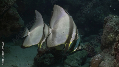 A group of Blunthead Batfish or Longfin Batfish (Platax teira) stands under rock in its shadow, Red sea, Egypt