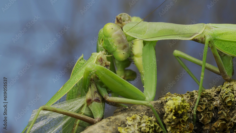 Sexual cannibalism, Close-up portrait of large female green praying mantis eats the male after mating on tree branch covered with lichen. Transcaucasian tree mantis (Hierodula transcaucasica) Sexual cannibalism, Close-up portrait of large female green praying mantis eats the male after mating on tree branch covered with lichen. Transcaucasian tree mantis (Hierodula transcaucasica)