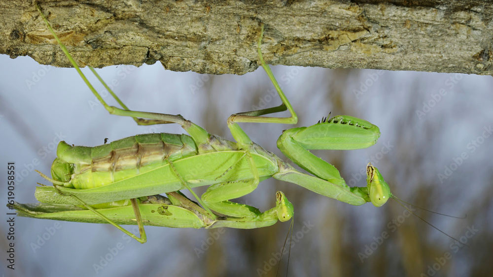 Foto de Mating process of praying mantises. Couple of praying mantis mating hanging under tree