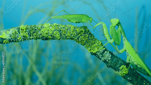 Green grasshopper chirps its wings next to large female praying mantis sitting on tree branch covered with lichen. and Transcaucasian tree mantis (Hierodula transcaucasica) photo