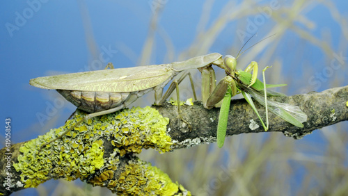 Large female green praying mantis greedily eating green grasshopper sitting on tree branch covered with lichen. Transcaucasian tree mantis (Hierodula transcaucasica) photo