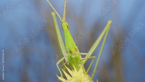 Frontal portrait of Giant green slant-face grasshopper Acrida sitting on spikelet on grass and blue sky background.