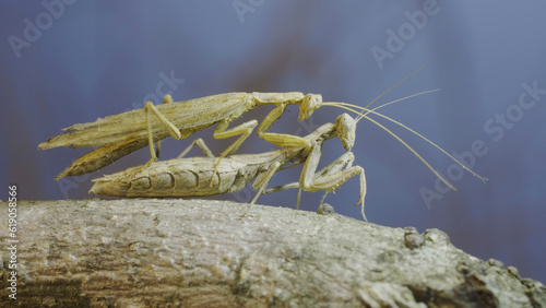 Clode-up of couple of praying mantis mating on tree branch. The mating process of praying mantises. Crimean praying mantis (Ameles heldreichi)