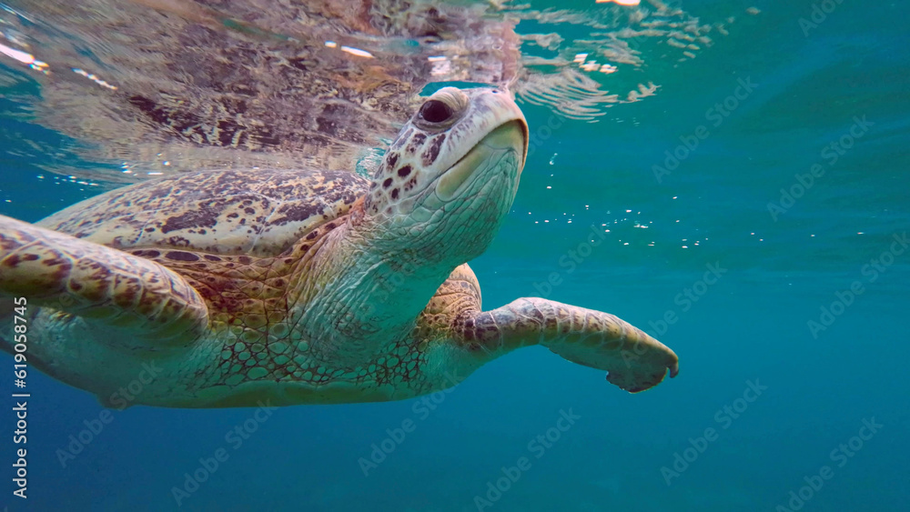 Obraz premium Bottom view of Great Green Sea Turtle (Chelonia mydas) is resting on surface of water, Red sea, Egypt
