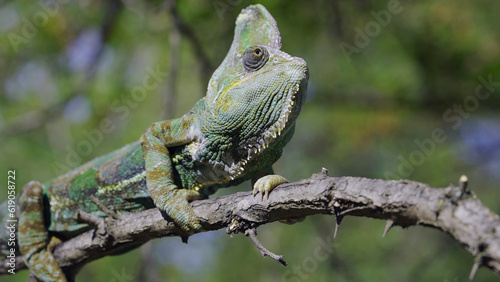 Disgruntled elderly chameleon lies on thorny branch of tree. Veiled chameleon  Yemen chameleon or Cone-head chameleon  Chamaeleo calyptratus 