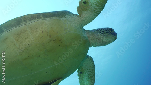 Bottom view of Great Green Sea Turtle (Chelonia mydas) is resting on surface of water, Red sea, Egypt photo