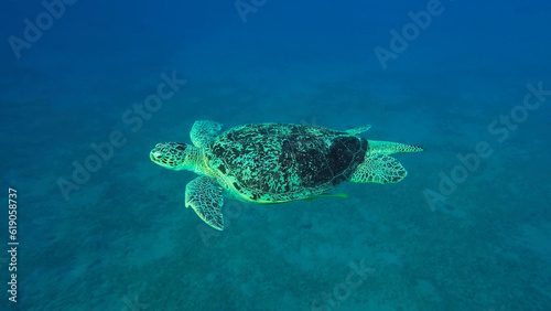 Great Green Sea Turtle (Chelonia mydas) swim in the blue ocean, Reda sea, Egypt