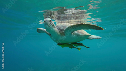 Great Green Sea Turtle  Chelonia mydas   breathes on water surface  Red sea  Egypt