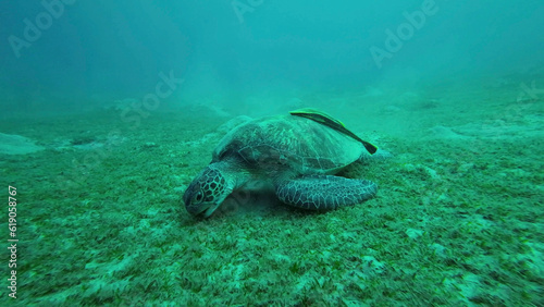 Sea turtle grazing on the seaseabed, slow motion. Great Green Sea Turtle (Chelonia mydas) eating green algae on seagrass meadow, Red sea, Egypt