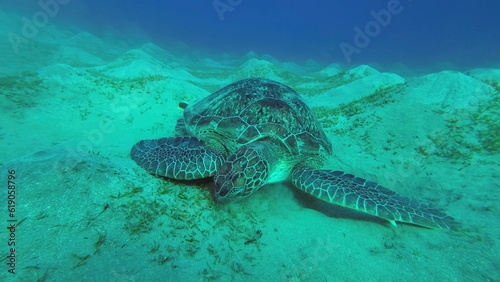 Sea turtle grazing on the seaseabed  slow motion. Great Green Sea Turtle  Chelonia mydas  eating green algae on seagrass meadow  Red sea  Egypt