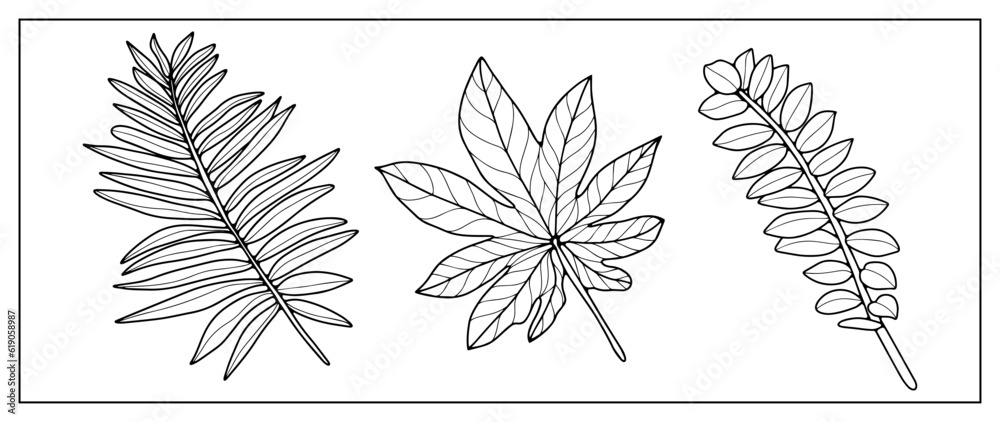 Black and white vector tropical illustration with palm branches, zamiokulkas branches, ferns. Background for coloring books, designs, decor, wallpapers, postcards and presentations Black and white vector tropical illustration with palm branches, zamiokulkas branches, ferns. Background for coloring books, designs, decor, wallpapers, postcards and presentations