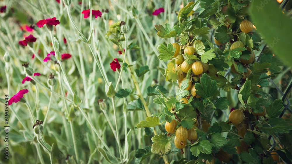 Gooseberry fruits among the flowers